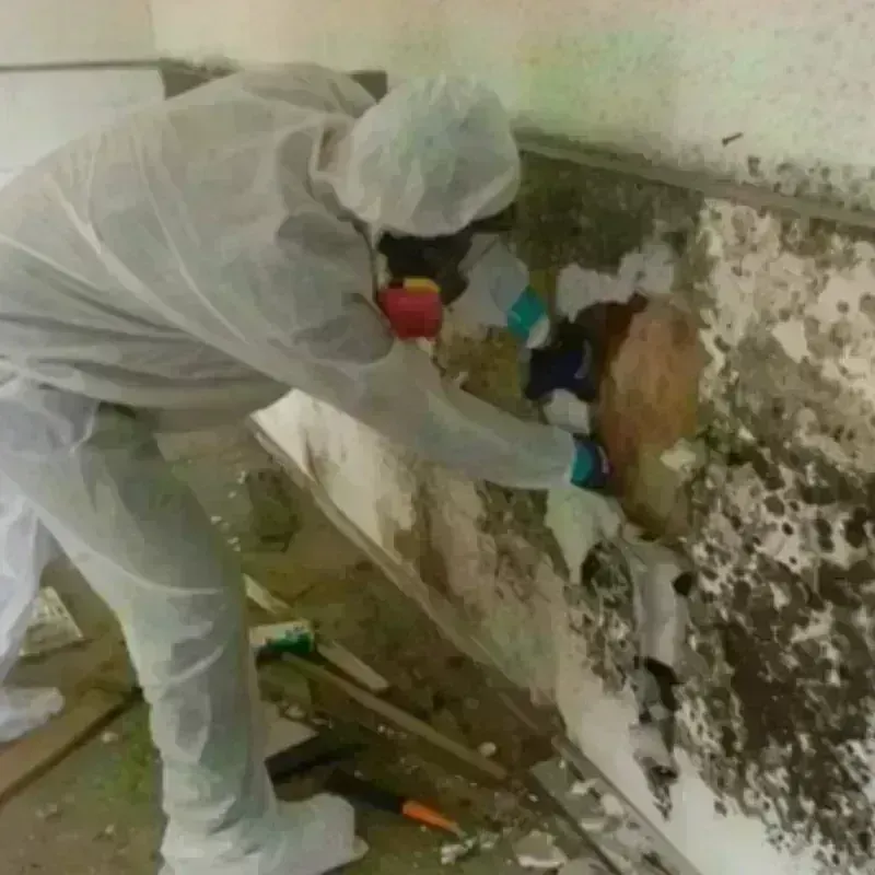 Mold Remediation and Removal in McHenry, IL